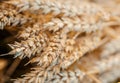 Ears Wheat or Rye close up. Wonderful Rural Scenery. Small Depth of Fields. Soft Focus. Rural Background. Creative Picture of