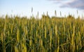 Ears of wheat or rye growing in the field at sunset. Royalty Free Stock Photo