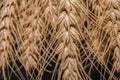 Ears of Wheat, rye, millet pshenici assembled in bouquet