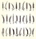 Ears of wheat and rye set. Vector Royalty Free Stock Photo