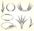 Ears of wheat and rye set. Vector