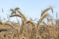 Ears of wheat, rye or wheat against the sky Royalty Free Stock Photo