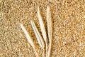 Ears of wheat in shelled wheat grains background.Conceptual image of harvesting