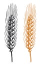 Ears of wheat spikelets with grains. Organic vegetarian food packaging element. Isolated vector illustration Royalty Free Stock Photo