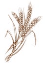 Ears of wheat spikelets with grains. Organic vegetarian food packaging element. Sketch vector illustration Royalty Free Stock Photo