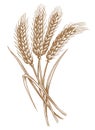 Ears of wheat spikelets with grains. Organic vegetarian food packaging element. Sketch vintage vector illustration Royalty Free Stock Photo