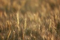 Ears of wheat standing out in a field ready for harvest Royalty Free Stock Photo
