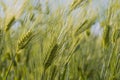 Ears of wheat