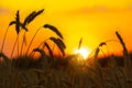 Ears of wheat at sunset Royalty Free Stock Photo