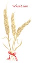 Ears of wheat tied with red bow on white background