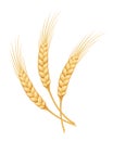 Ears of wheat. Vector illustration. Royalty Free Stock Photo