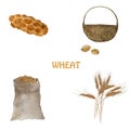 Ears of wheat. Watercolor stages of bread production with wheat grains, challah, basket of grain. Royalty Free Stock Photo