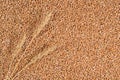 Ears of wheat on a wheat grains Royalty Free Stock Photo