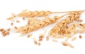 Ears of wheat and wheat grains Royalty Free Stock Photo