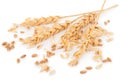 Ears of wheat and wheat grains Royalty Free Stock Photo