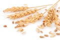 Ears of wheat and wheat grains Royalty Free Stock Photo