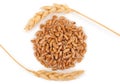 Ears of wheat and wheat grains Royalty Free Stock Photo