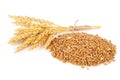 Ears of wheat and wheat grains Royalty Free Stock Photo