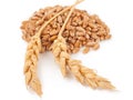 Ears of wheat and wheat grains Royalty Free Stock Photo