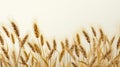 Ears of wheat on a white background with space for text. Royalty Free Stock Photo