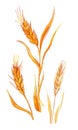 Ears of wheat on white background