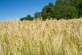 Ears of wheat in the wind