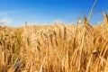 Ears of wheat are yellow. Ripe wheat in the field under blue sky Royalty Free Stock Photo