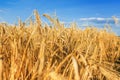 Ears of wheat are yellow. Ripe wheat in the field under blue sky Royalty Free Stock Photo