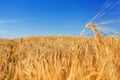 Ears of wheat are yellow. Ripe wheat in the field under blue sky Royalty Free Stock Photo