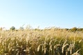 Ears of wild cereals bend under the wind against the blue sky Royalty Free Stock Photo