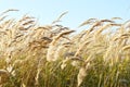 Ears of wild cereals bend under the wind against the blue sky