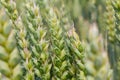 Ears of young green wheat. Amazingly beautiful endless fields of green wheat