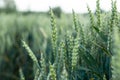 Ears of young green wheat. Amazingly beautiful endless fields of green wheat