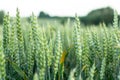 Ears of young green wheat. Amazingly beautiful endless fields of green wheat