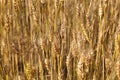 Ears young wheat field.