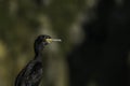 An earshot of a black sea bird Royalty Free Stock Photo