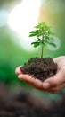 Earth admiration Tree in human hand on a nature background