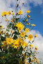 Earth apple or Jerusalem artichoke Royalty Free Stock Photo