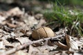 Earth balls mushroom Scleroderma fungus