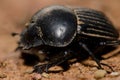 Earth-boring dung beetle.