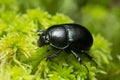 Earth-boring dung beetle, Geotrupidae on green moss Royalty Free Stock Photo