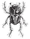 Earth-boring Dung Beetle or Lethrus spp