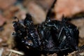 Earth-boring dung beetle Scarabaeus laticollis dead and covered by water drops.