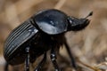 Earth-boring dung beetle.