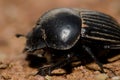 Earth-boring dung beetle.