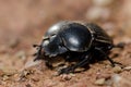 Earth-boring dung beetle.