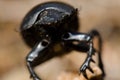 Earth-boring dung beetle Scarabaeus laticollis seen from the front.