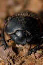 Earth-boring dung beetle Scarabaeus laticollis seen from the front.