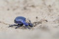 Earth-boring dung beetle - Trypocopris vernalis Royalty Free Stock Photo