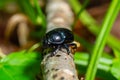 Earth boring dung beetles, Anoplotrupes stercorosus Royalty Free Stock Photo